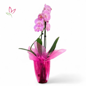Orchidea kaspóban