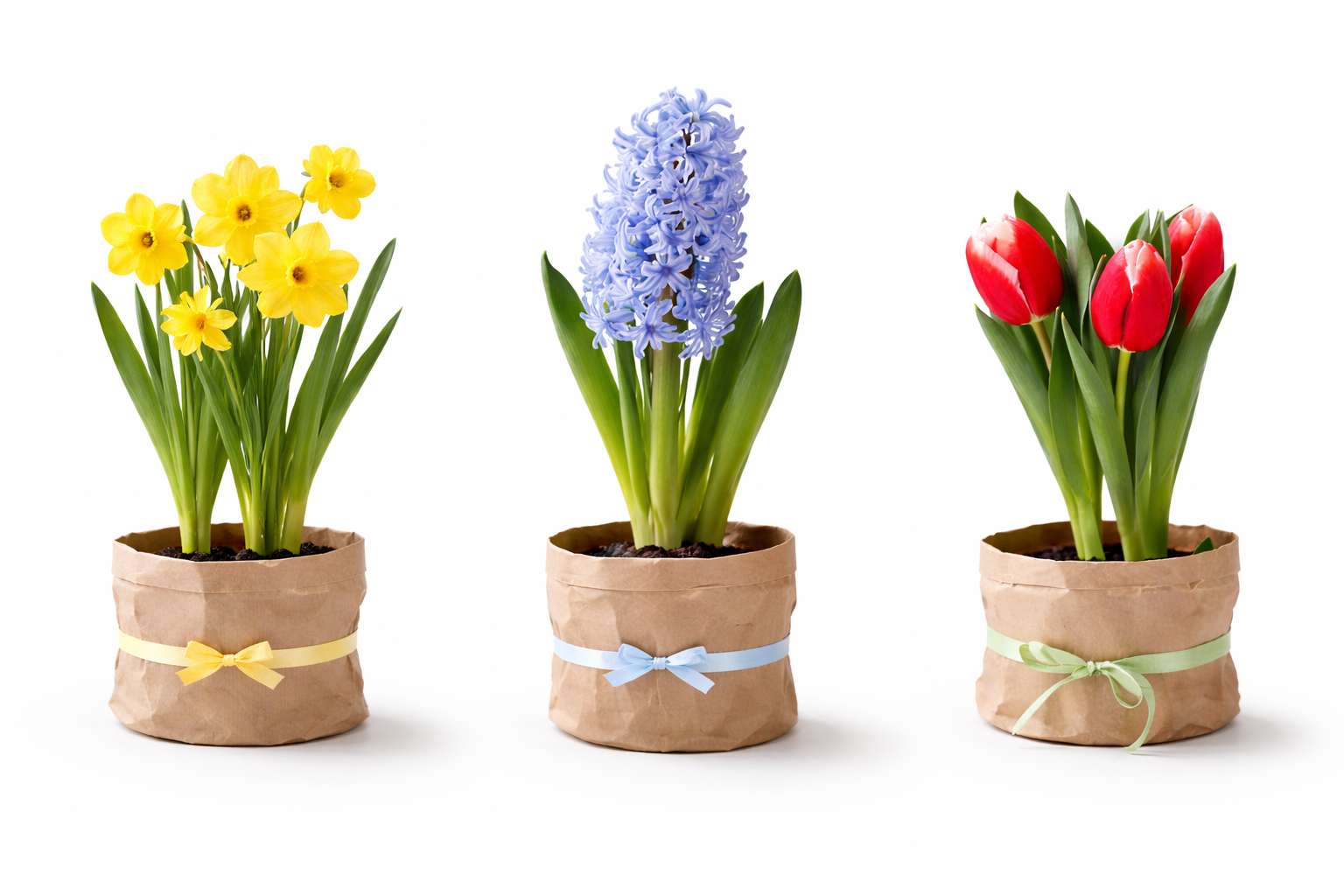 Cserepes Tavaszi Mix - Image 2